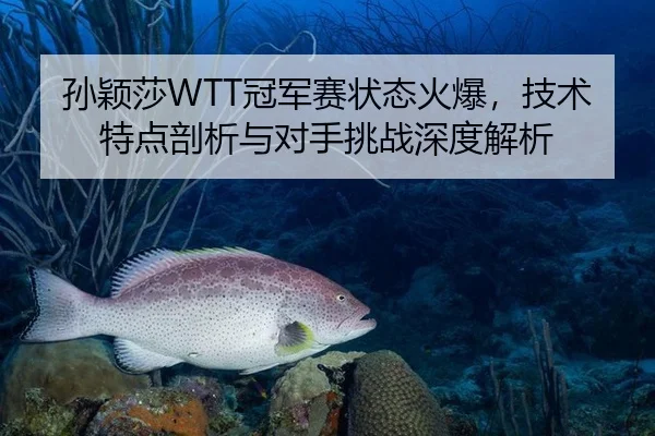 孙颖莎WTT冠军赛状态火爆，技术特点剖析与对手挑战深度解析